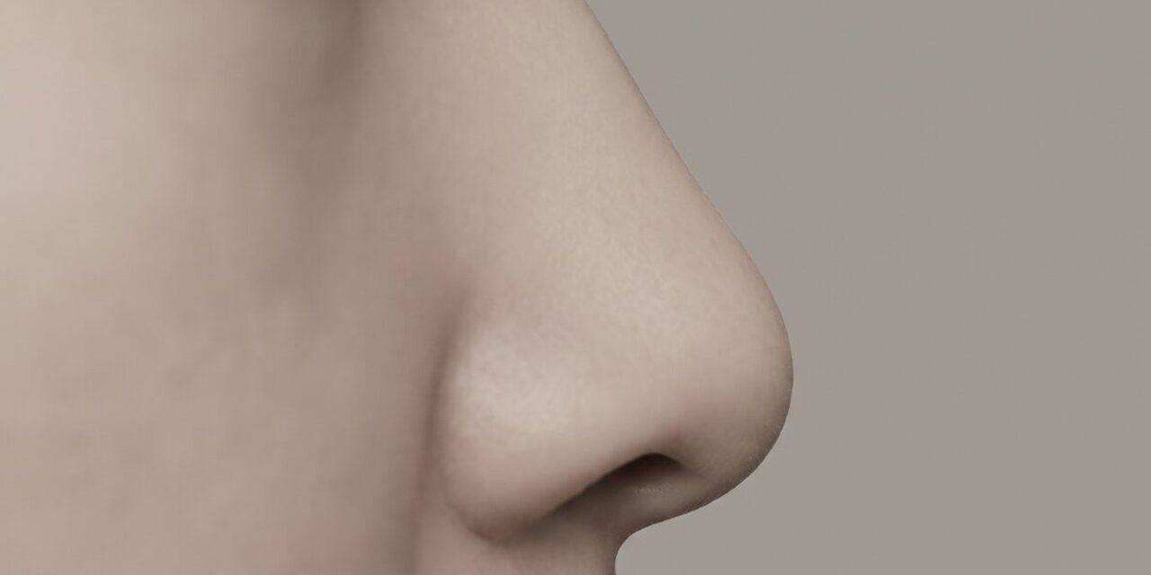 화살코·긴코 유형의 변화를 보여주는 개념 2분할 이미지 (AI 생성 예시 이미지)